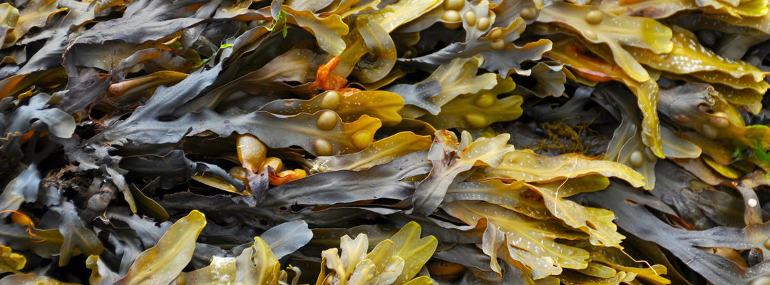 Smarter Seaweed