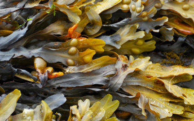 Smarter Seaweed