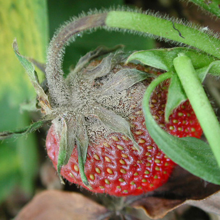 Botrytis on Strawberry