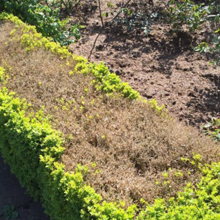 Buxus Blight
