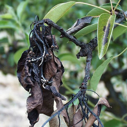 Fire blight on Pear Tree