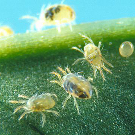 Mites
