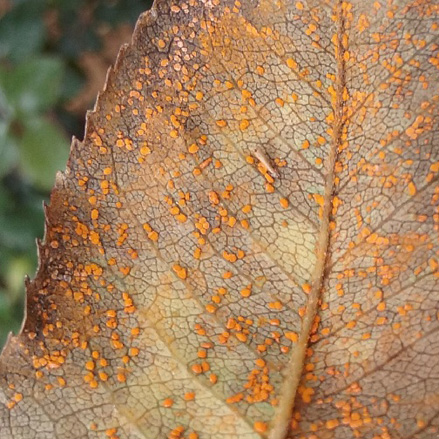 Rust on Rose Leaf