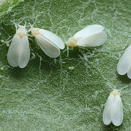 Whitefly