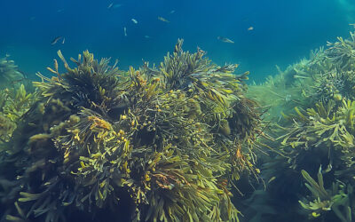 Smarter Seaweed Producing Superior Results