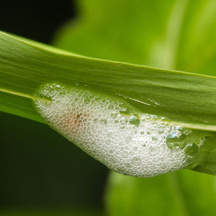 Spittlebug