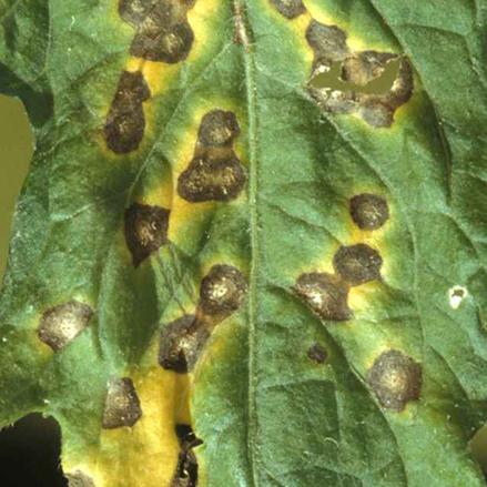 Garden Pests and Diseases | Grosafe